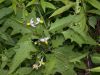 image of Solanum carolinense