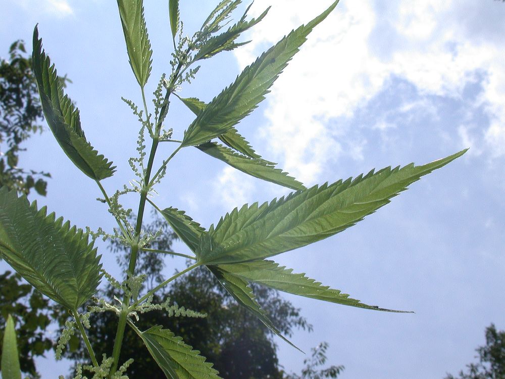 Urticaceae Urtica dioica