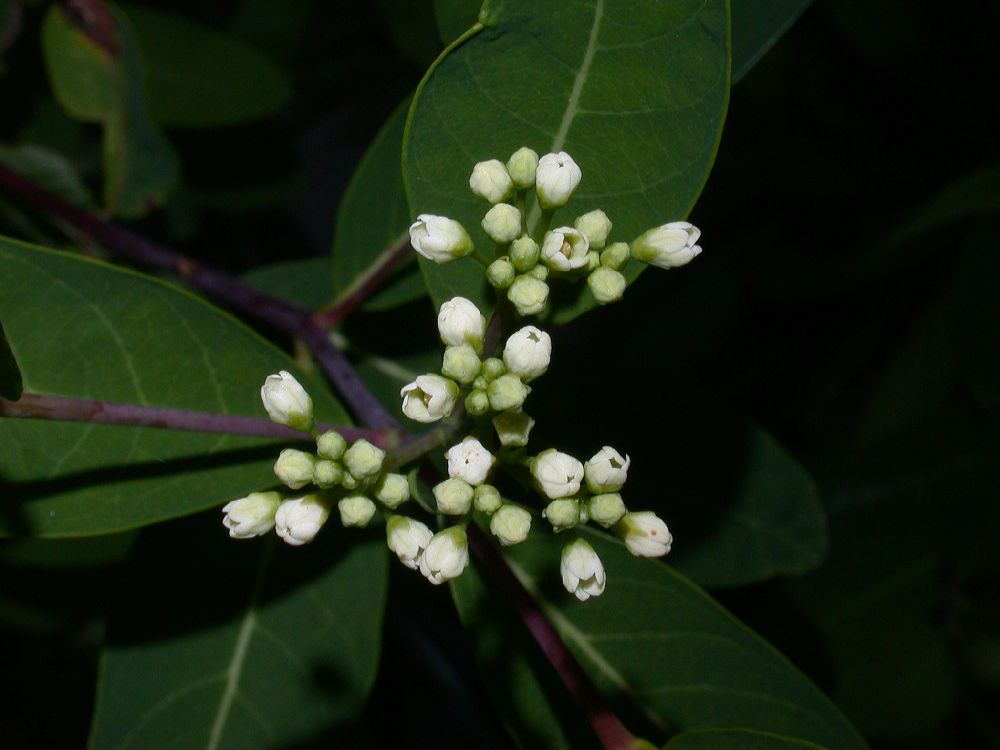 Apocynaceae Apocynum cannabinum