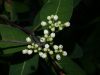 image of Apocynum cannabinum