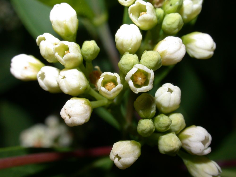 Apocynaceae Apocynum cannabinum