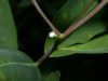 image of Apocynum cannabinum