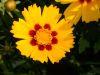 image of Coreopsis 