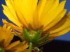 image of Coreopsis 