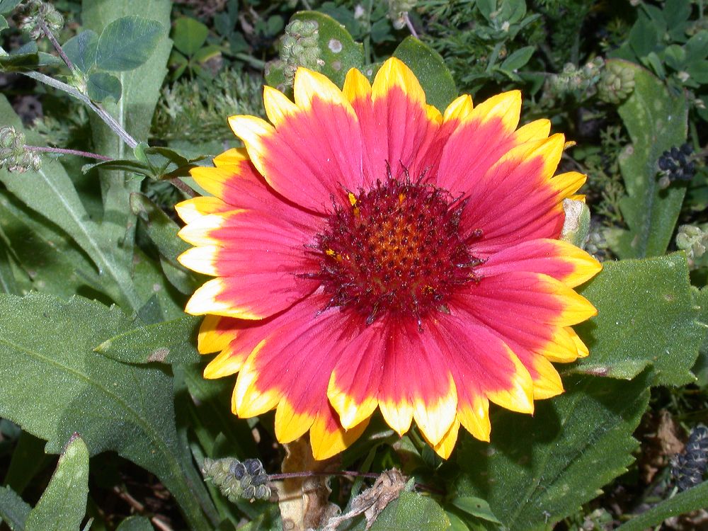 Asteraceae Gaillardia 