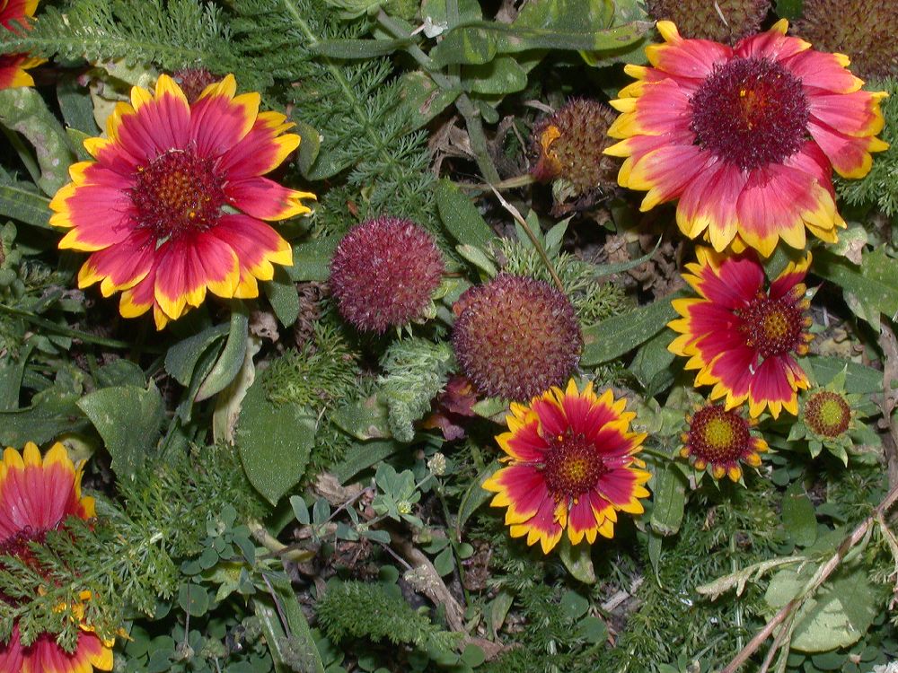 Asteraceae Gaillardia 