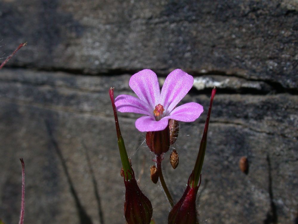 Geraniaceae Geranium carolinianum