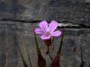 image of Geranium carolinianum