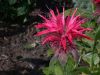 image of Monarda didyma