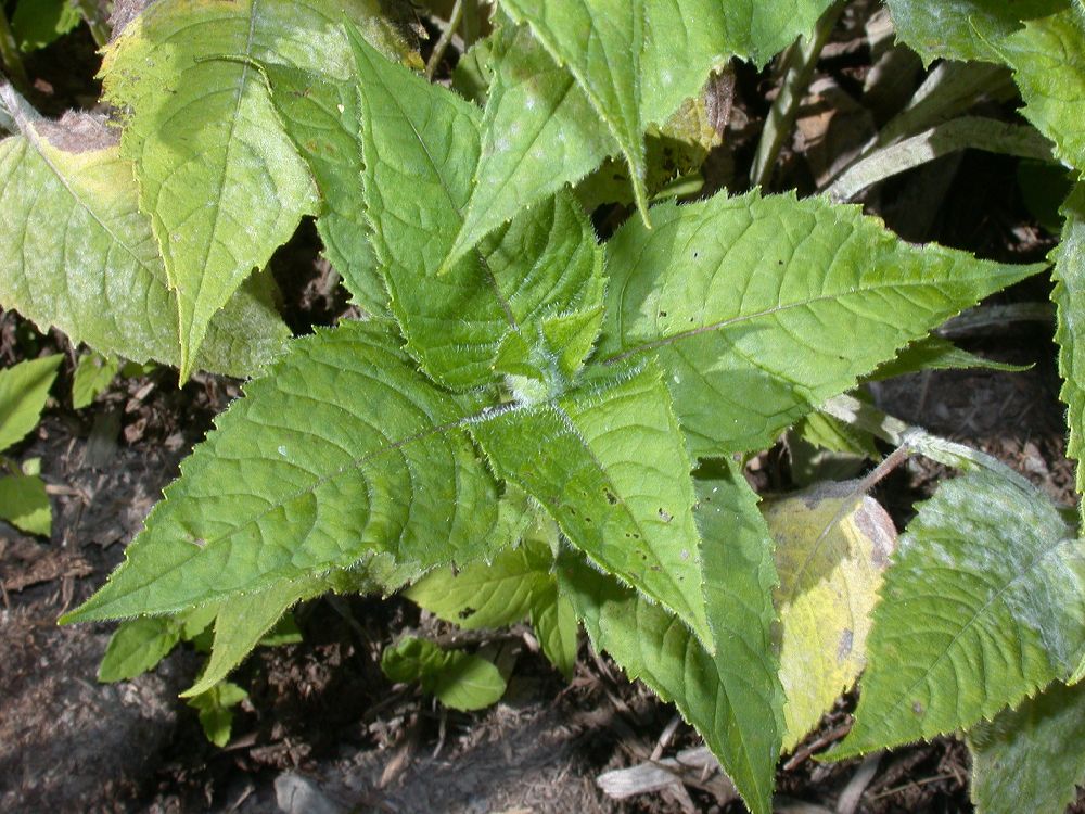 Lamiaceae Monarda didyma