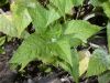 image of Monarda didyma