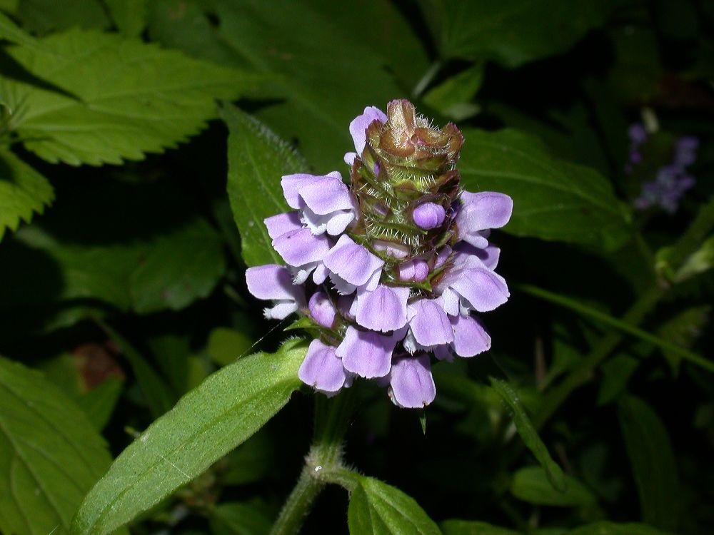 Lamiaceae Prunella vulgaris