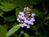 image of Prunella vulgaris