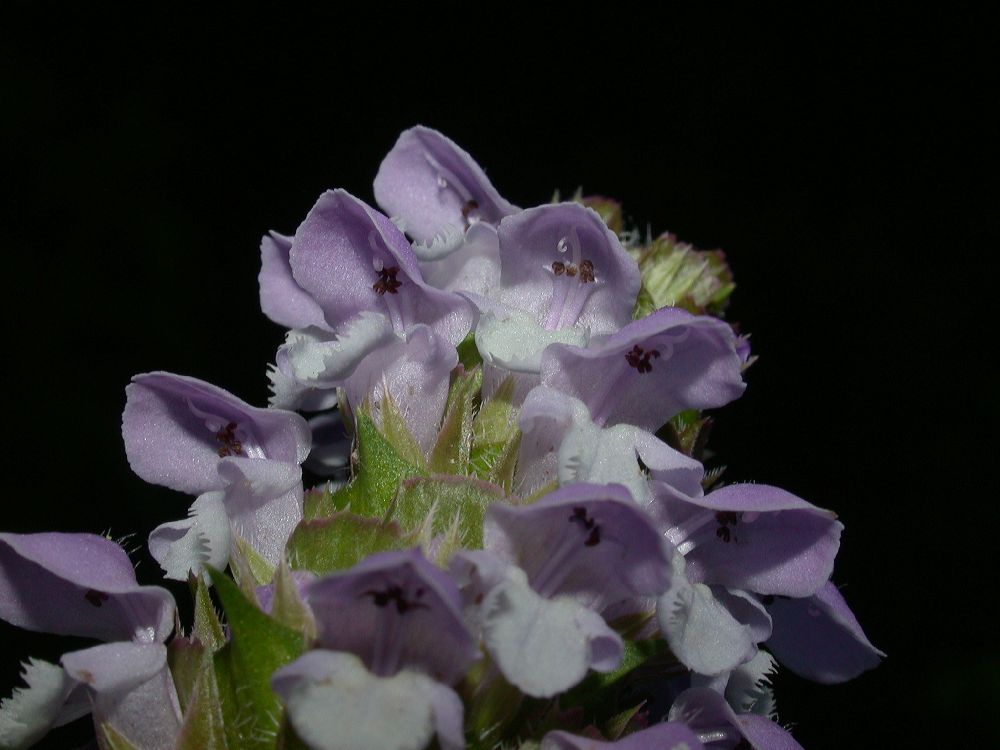 Lamiaceae Prunella vulgaris