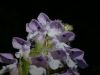 image of Prunella vulgaris