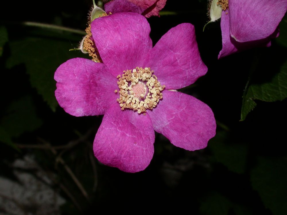 Rosaceae Rubus odoratus