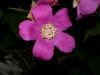 image of Rubus odoratus