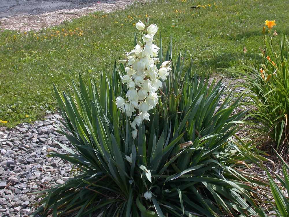 Asparagaceae Yucca filamentosa