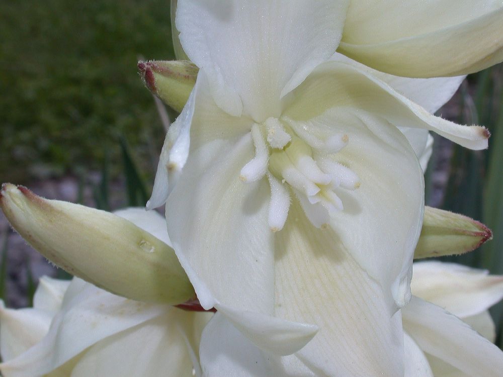 Asparagaceae Yucca filamentosa