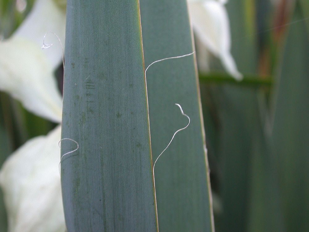 Asparagaceae Yucca filamentosa