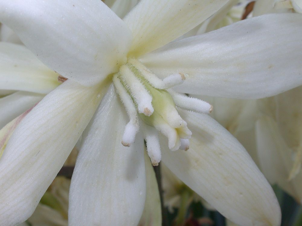 Asparagaceae Yucca filamentosa