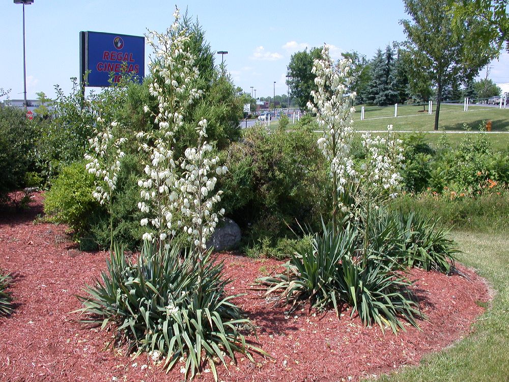 Asparagaceae Yucca filamentosa