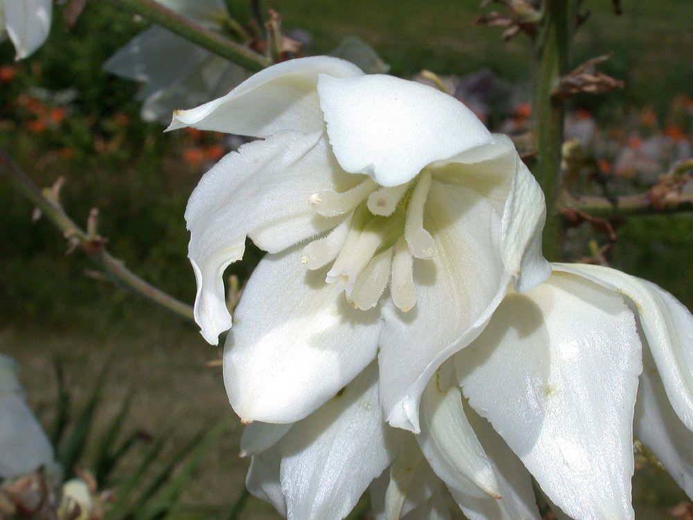 Asparagaceae Yucca filamentosa