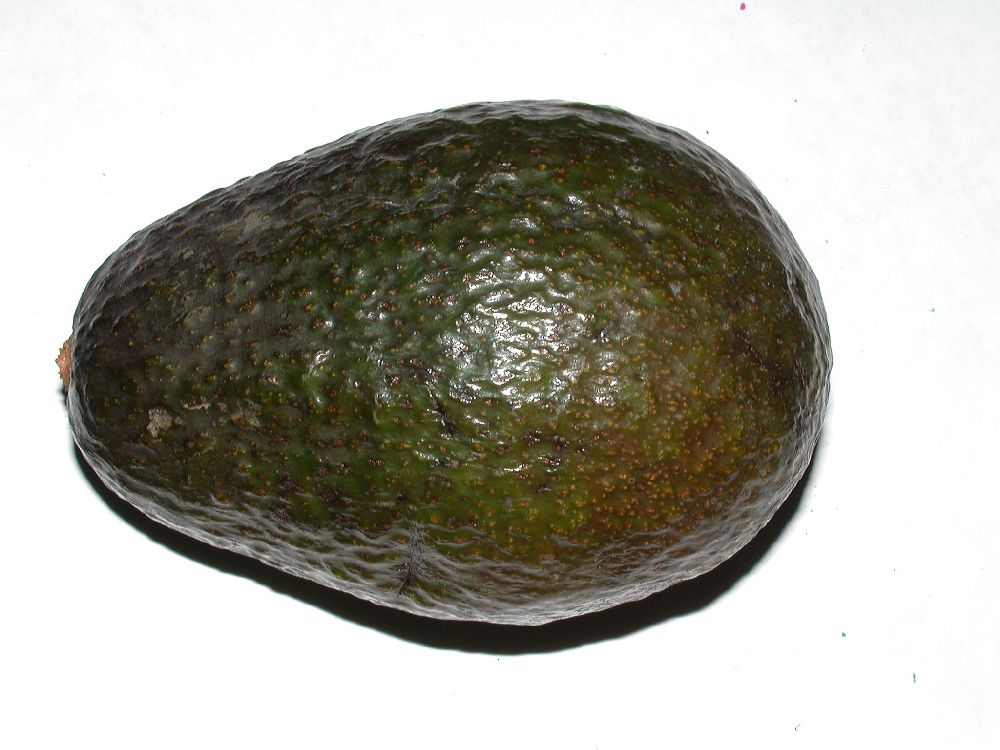 Lauraceae Persea americana