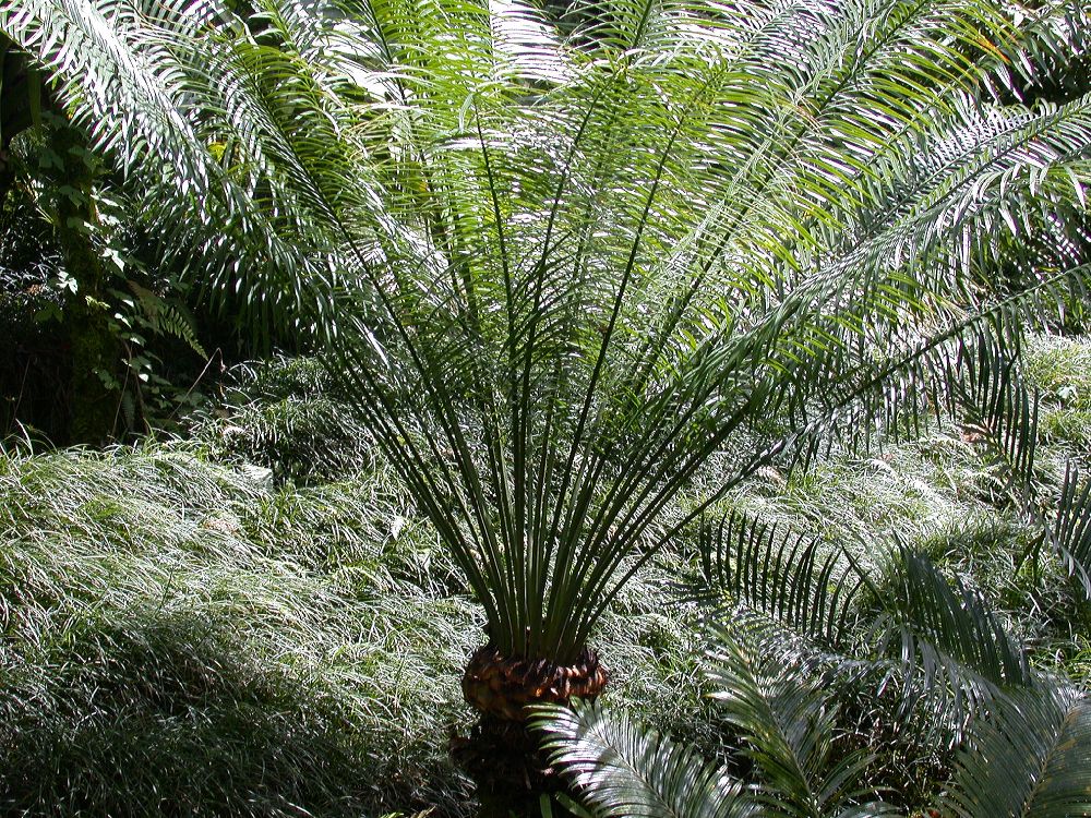 Cycadaceae Cycas pectinata