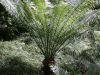image of Cycas pectinata