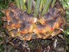 image of Cycas pectinata