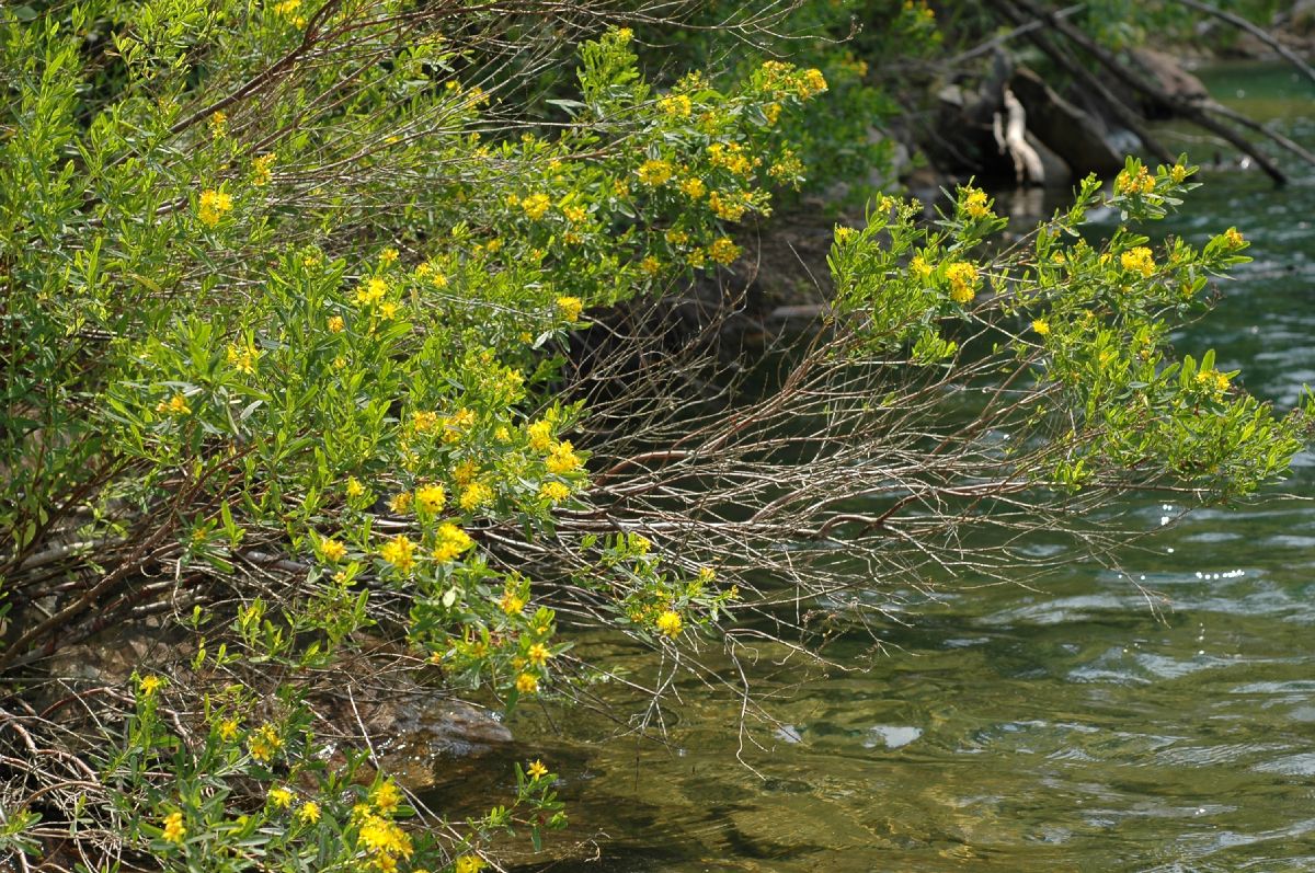 Hypericaceae Hypericum densiflorum