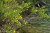 image of Hypericum densiflorum