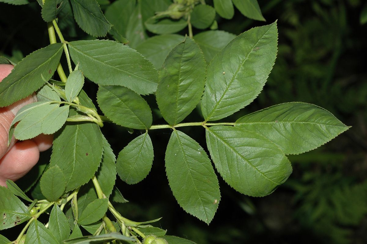 Rosaceae Rosa palustris
