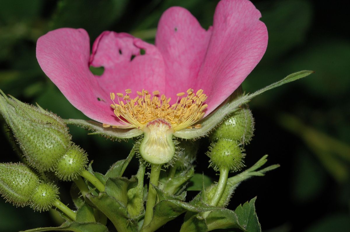 Rosaceae Rosa palustris