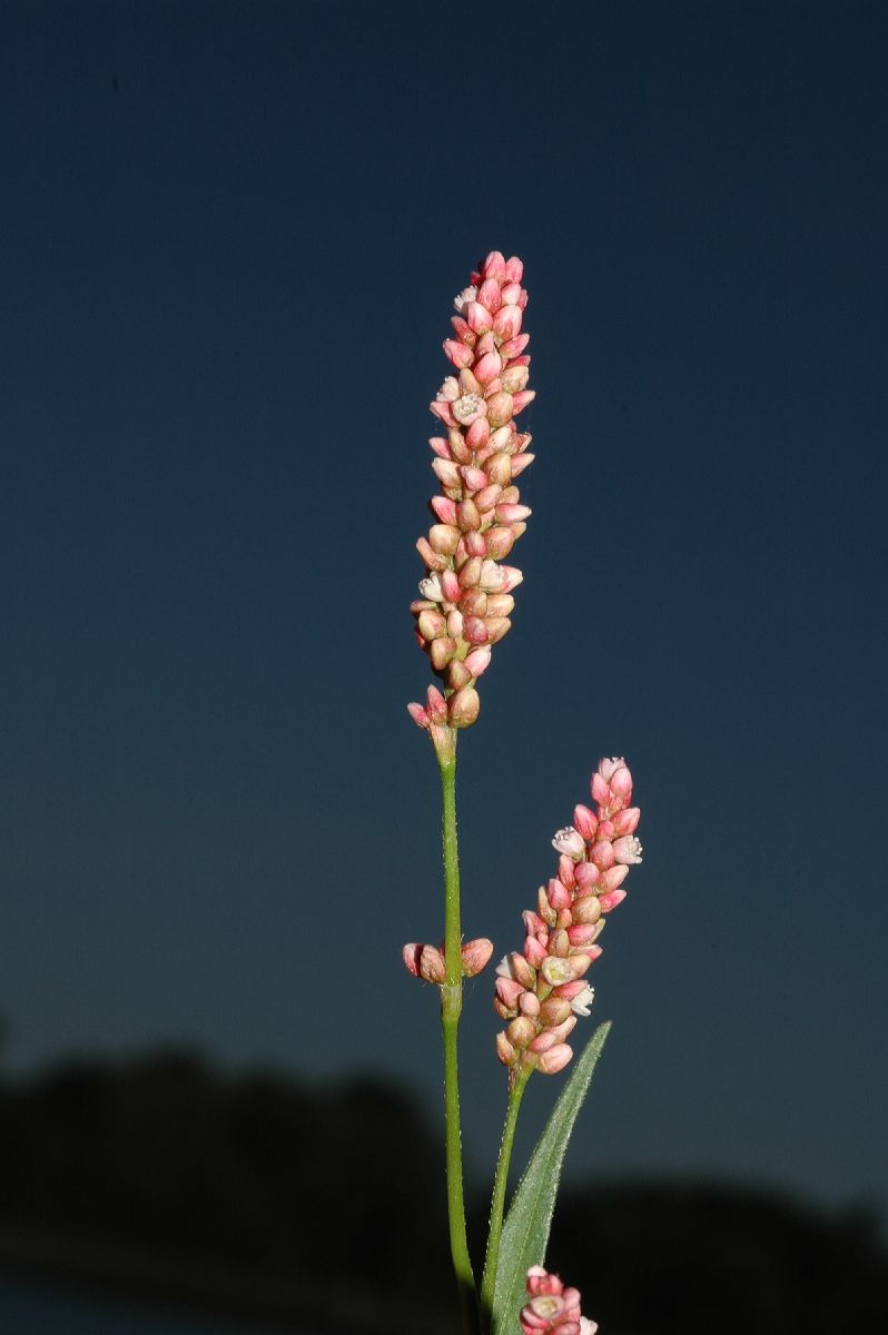 Polygonaceae Polygonum persicaria