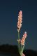 image of Polygonum persicaria