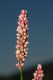 image of Polygonum persicaria