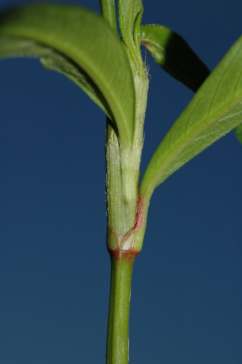 Polygonaceae Polygonum persicaria