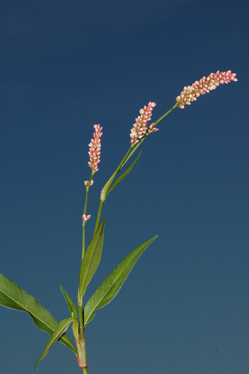 Polygonaceae Polygonum persicaria