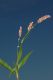 image of Polygonum persicaria