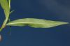 image of Polygonum persicaria