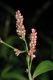 image of Polygonum persicaria