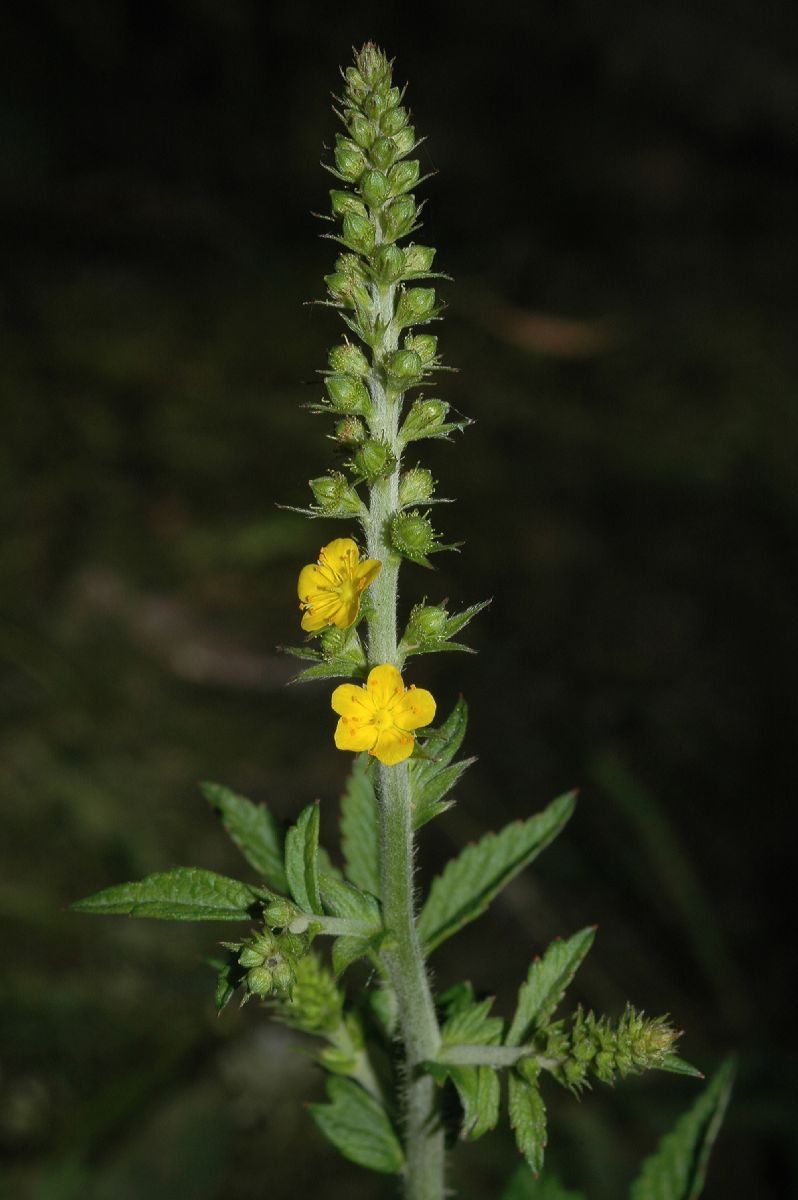 Rosaceae Agrimonia pubescens