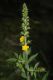image of Agrimonia pubescens