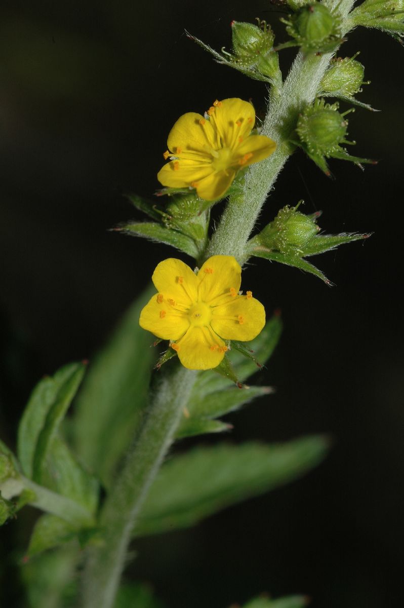 Rosaceae Agrimonia pubescens