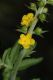 image of Agrimonia pubescens