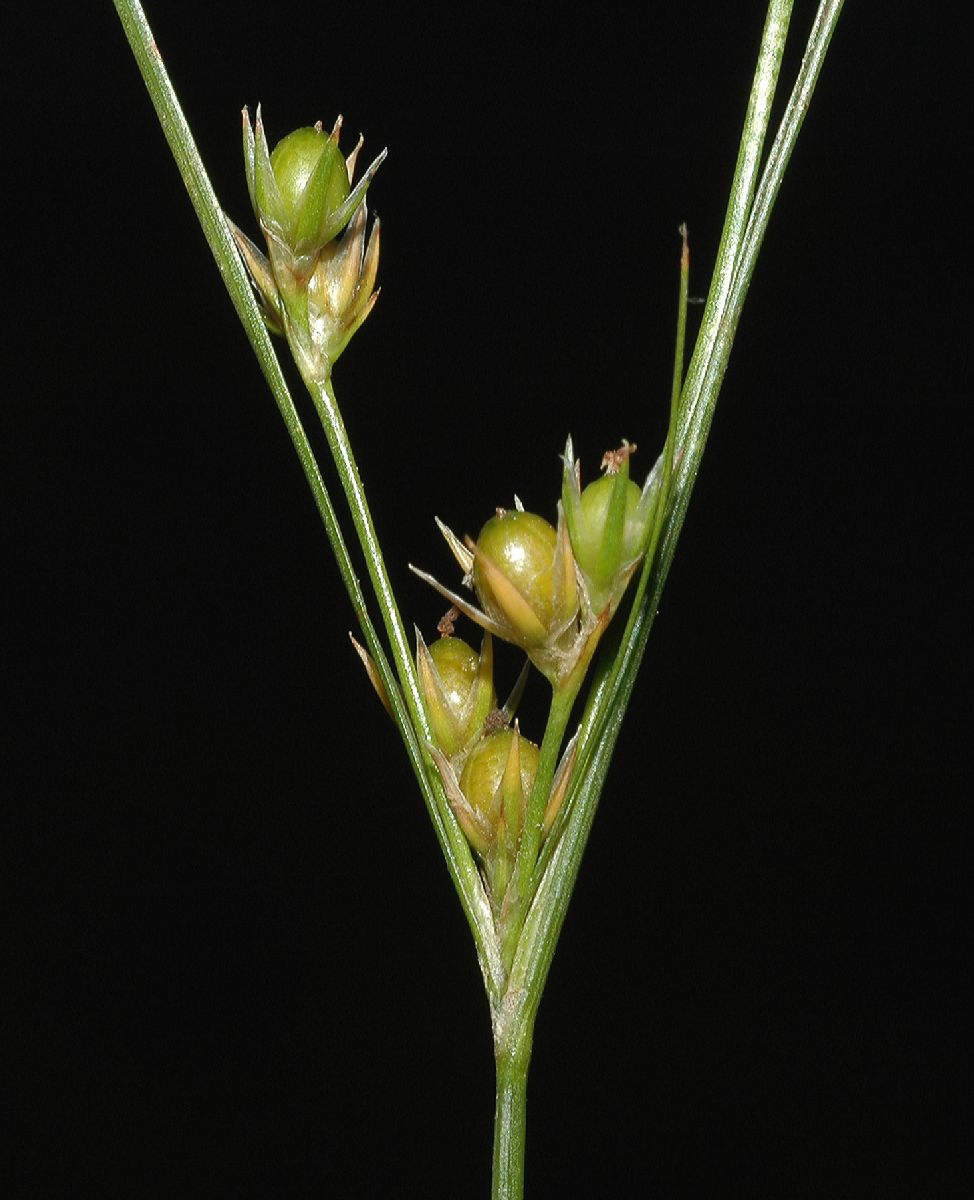 Juncaceae Juncus 