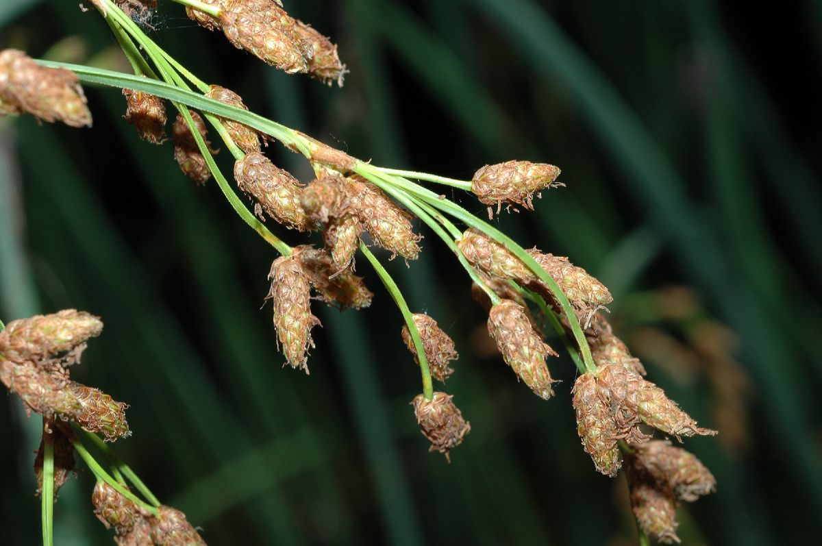 Cyperaceae  