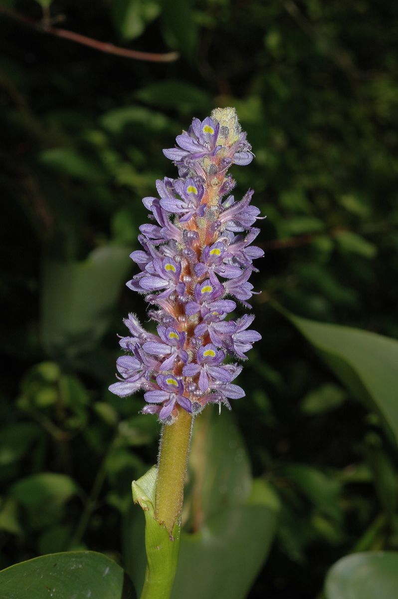 Pontederiaceae Pontederia cordata